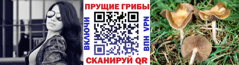 Купить где  Кремёнки  Галлюциногенные грибы Cubensis 